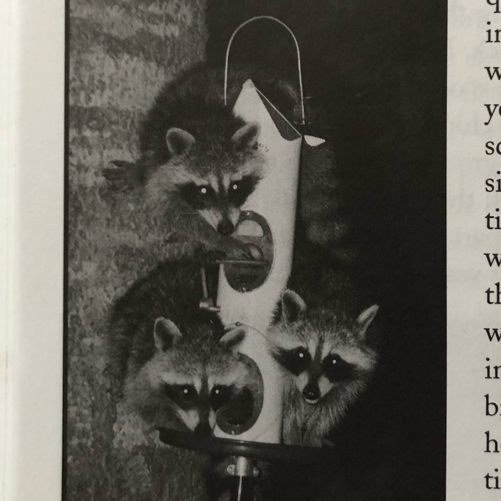 “Squirrel Wars: backyard wildlife battles and how to win them” illustrated book - Picture 5 of 12